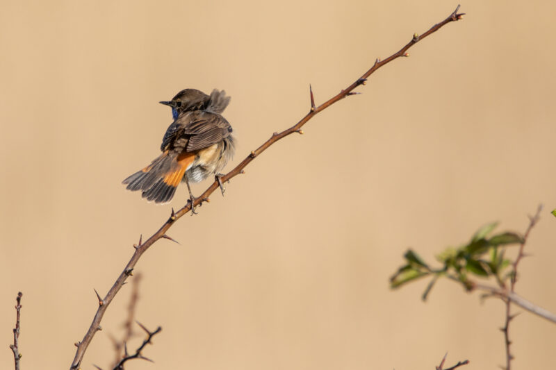 Gorgebleue à miroir
